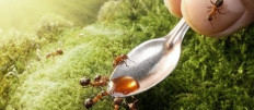 Что делать с муравьями, которые завелись на кухне